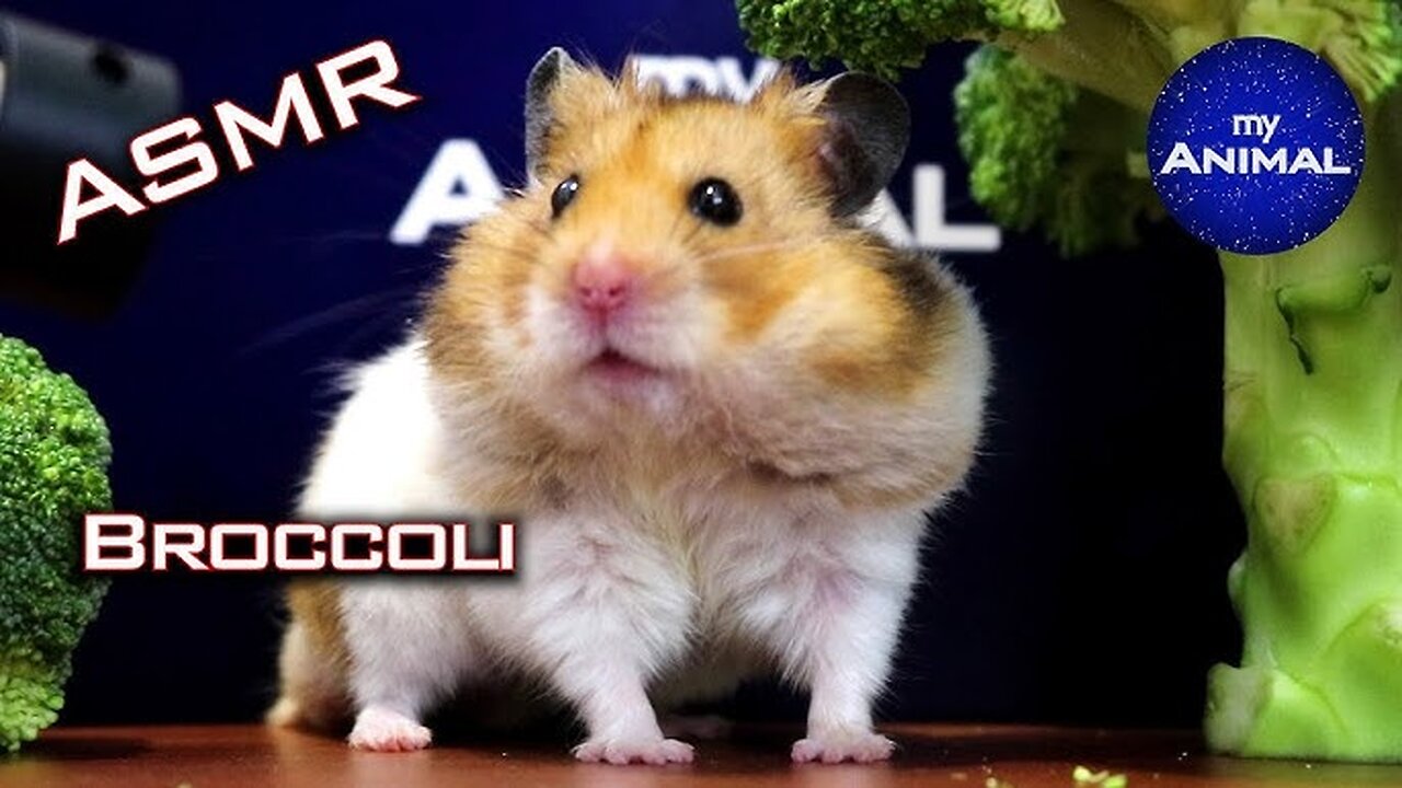 Hamster Eating Broccoli ASMR 🐹6 | Animal ASMR