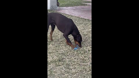 Charlie video of the day