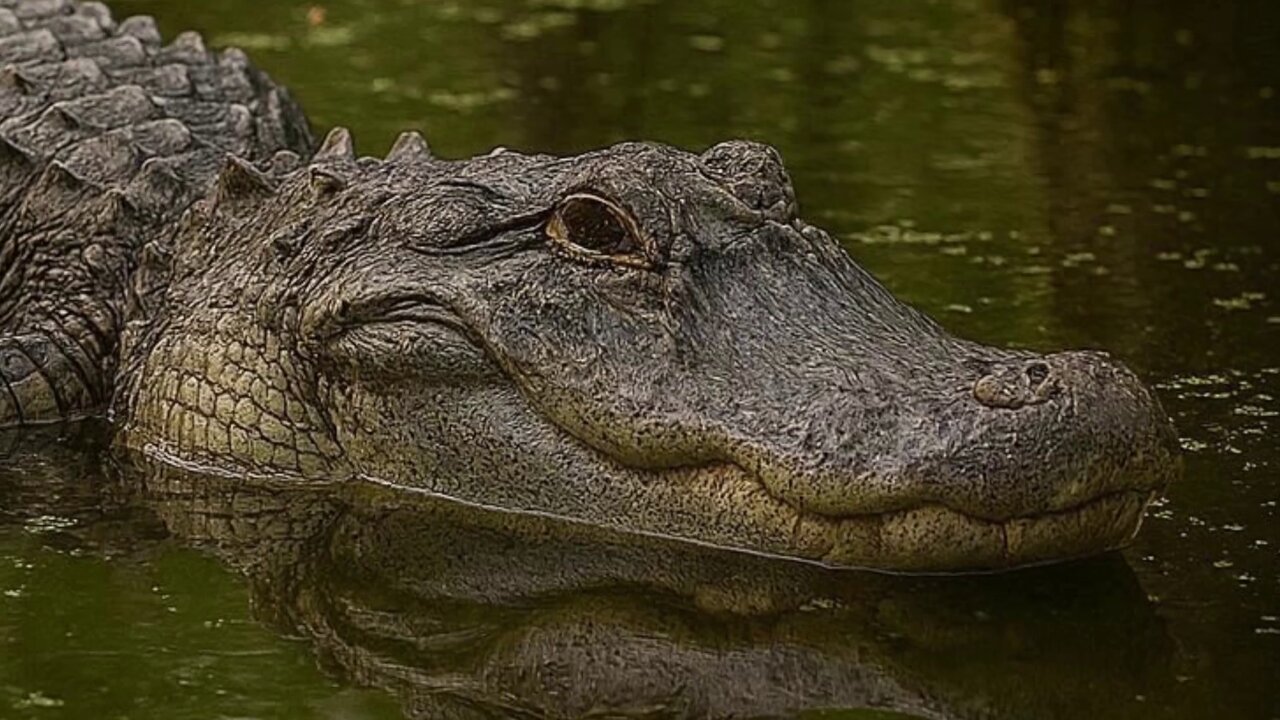 Such A Lazy Day (cover by Southern Octave)