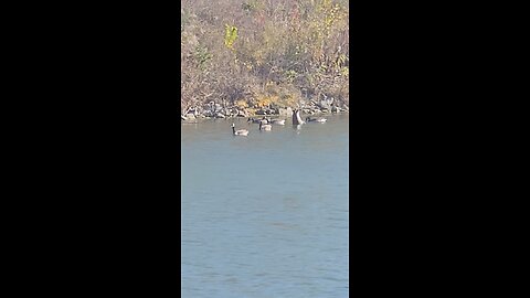 Geese in Stonewort Pond