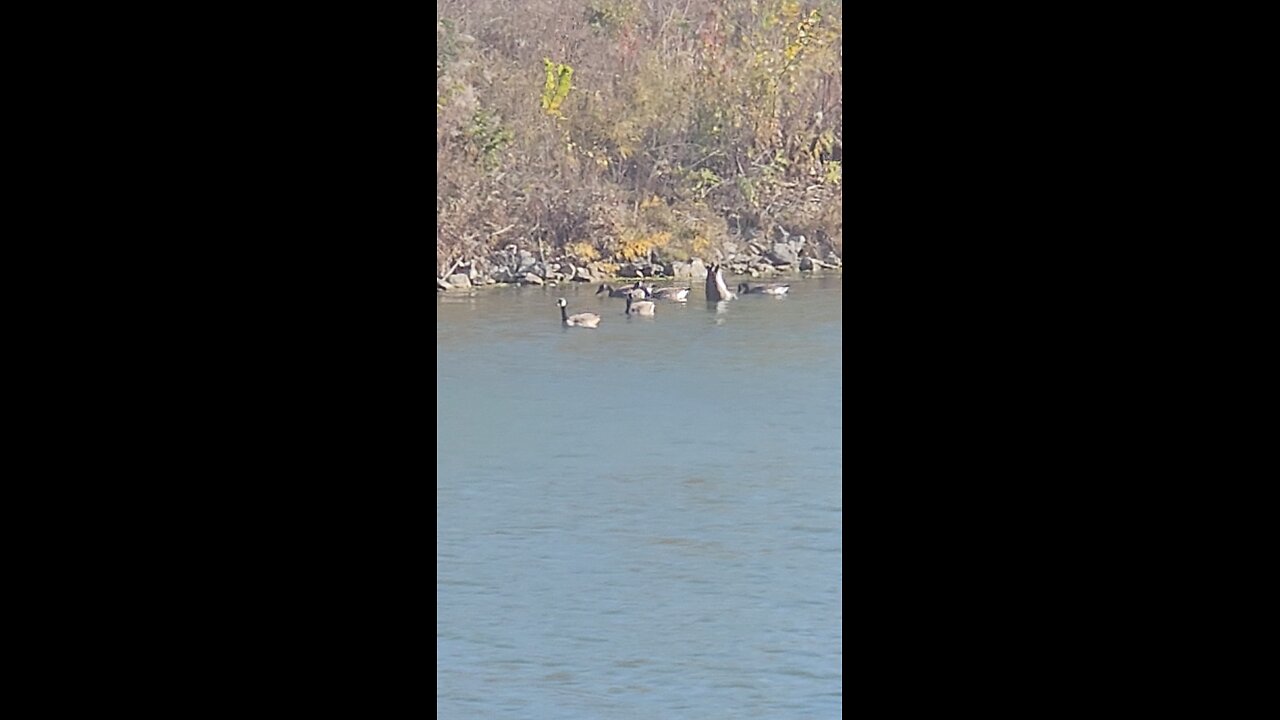 Geese in Stonewort Pond
