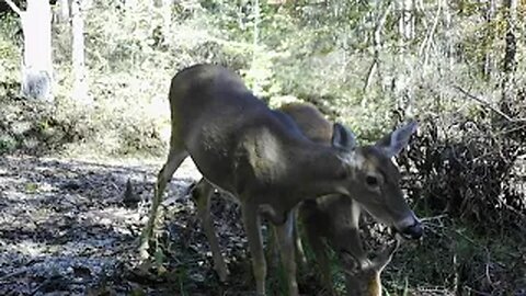 trail cam hocking county ohio - october
