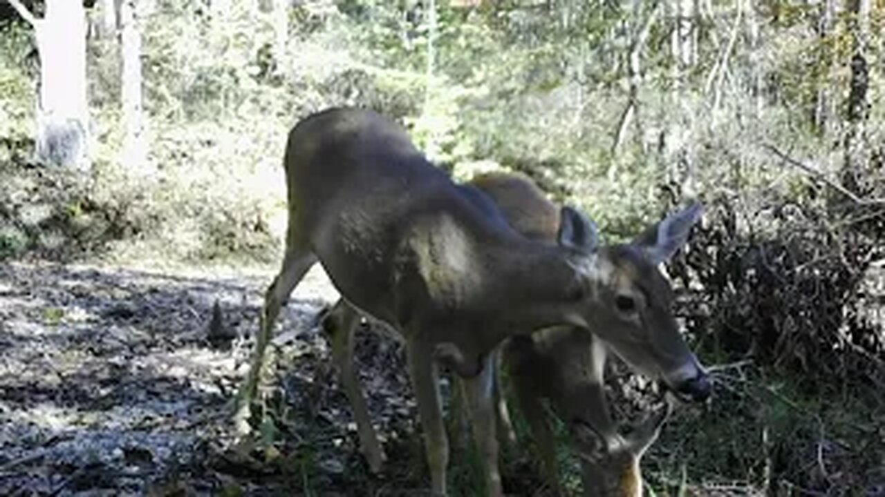 trail cam hocking county ohio - october