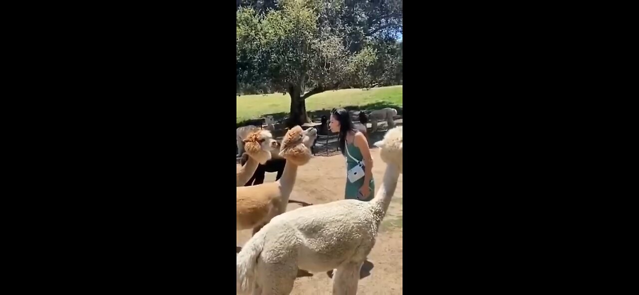 Funny short animal video #funny #short #animals