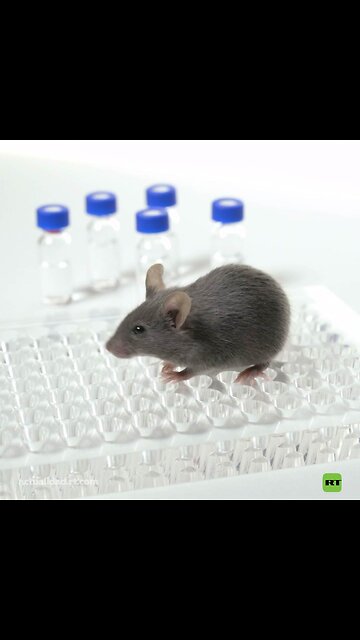 Terapia española pone fin al cáncer de páncreas en ratones