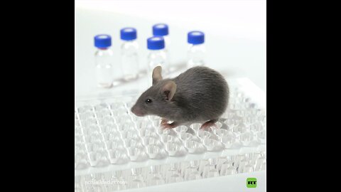 Terapia española pone fin al cáncer de páncreas en ratones