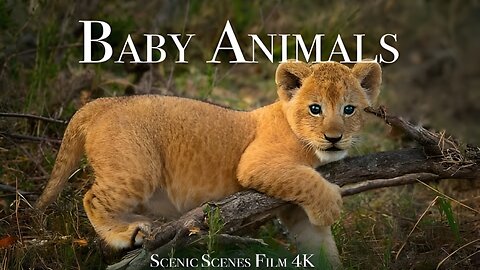 Baby Animals 4K - Amazing World Of Young Animals | Scenic Relaxation Film