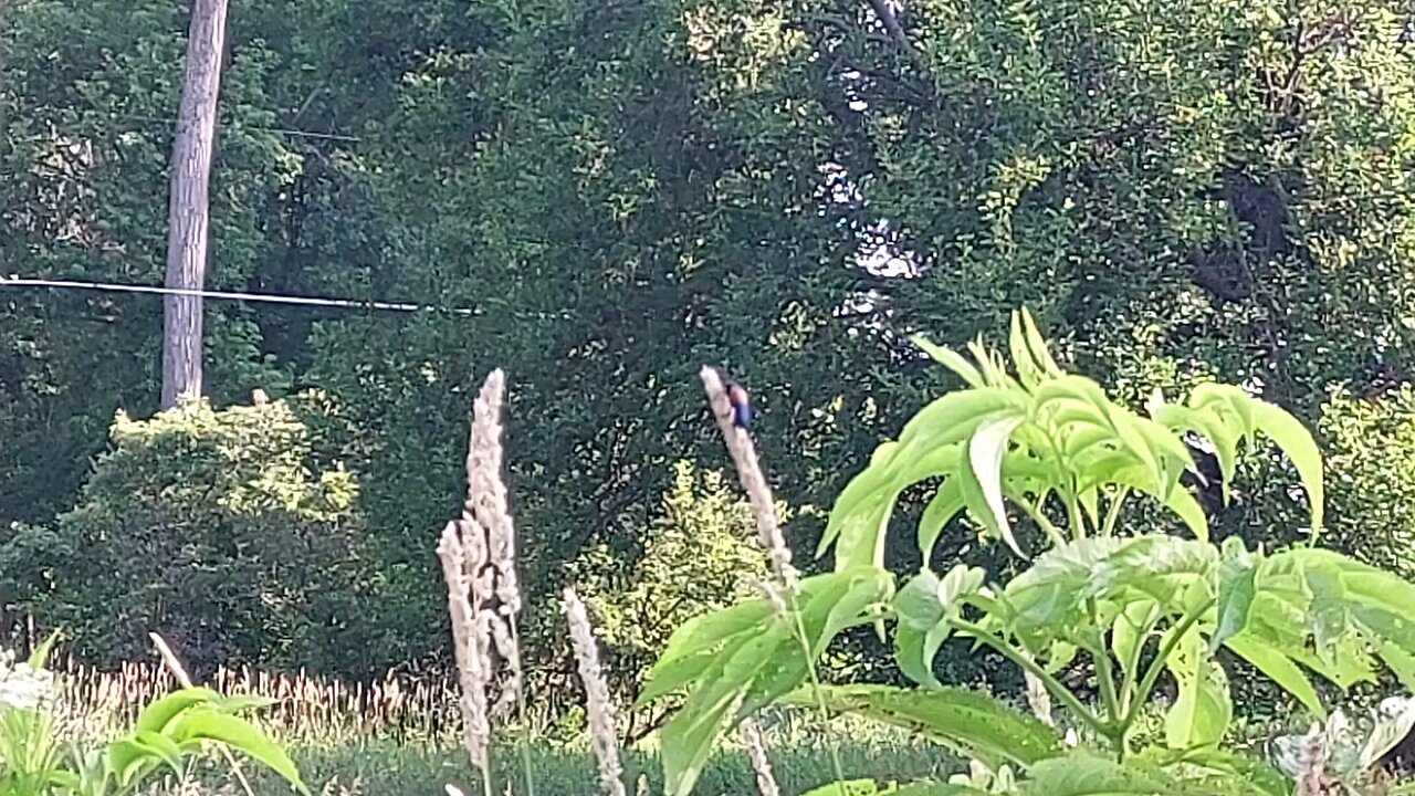 large bug 1of2