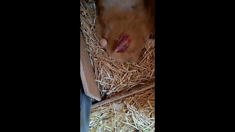 Fooling the broody hen