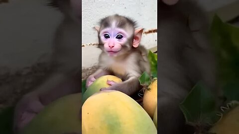 Cutest grin award goes to this adorable baby monkey! 🐒🏆