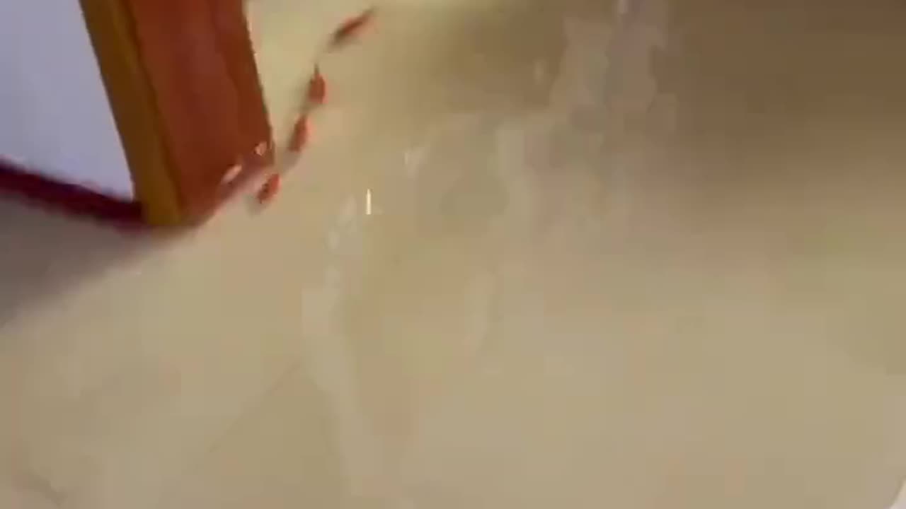 "🐠🏠 Fish Swimming Inside the House😲"