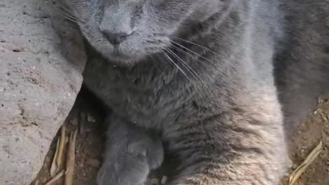 082625 Mr Steel master of stealth #cats