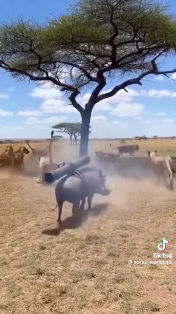 Animals funny comedy