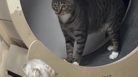 😂😹 Cat's Cattitude is Next Level! | FunFM