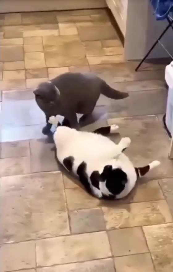 "The Cutest Chubby Cat on the Internet!"