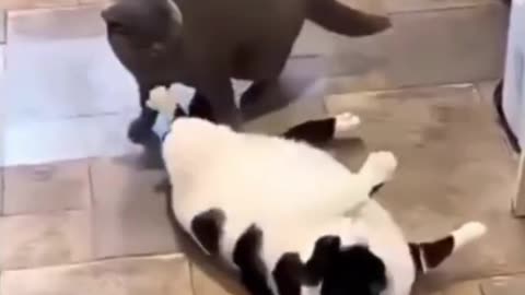 "The Cutest Chubby Cat on the Internet!"