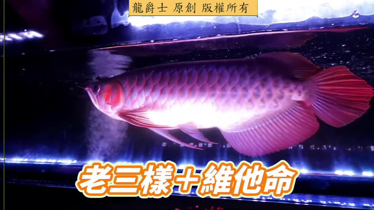 【龍爵士】千問千答 Q260 龍魚會在缸內暴衝沒事就在角落停駐為甚麼