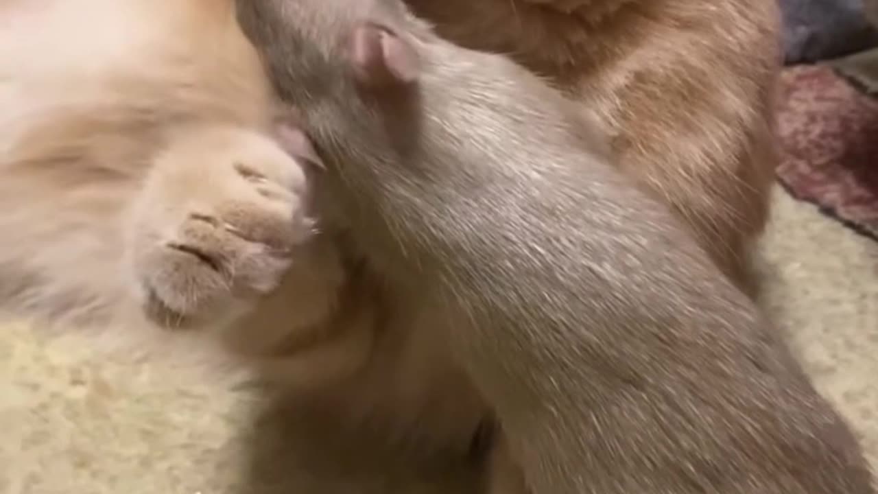 Unlikely Friendship Between a Cat and a Rat #friendship #animalshorts #tomandjerry