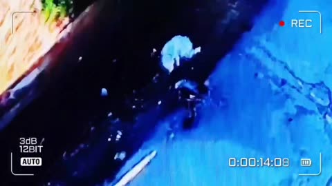 Russians Drop Bombs on a Man Walking His Dog in Kherson