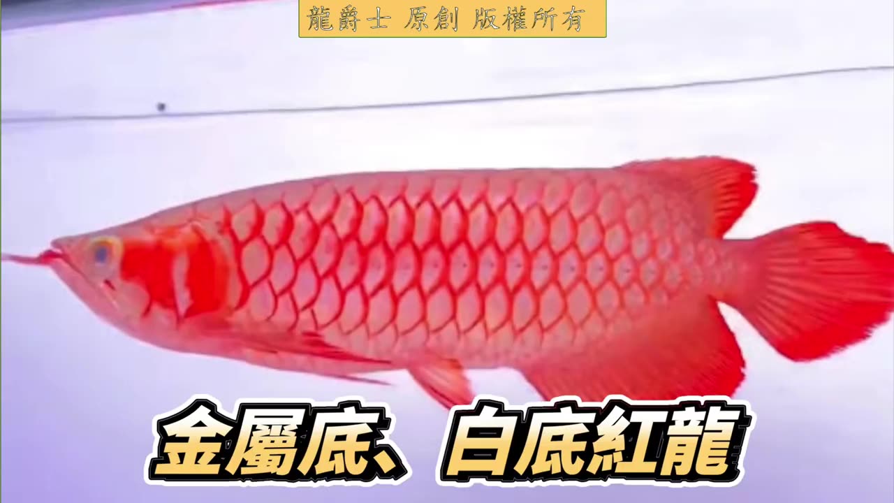 【龍爵士】Q265 白底的白玉紅龍放在黑缸會不會白底變深底色，會影響價值嗎