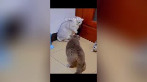 Funniest Pets Compilation – Try Not to Laugh | Epic Funny Pets Compilation 2025