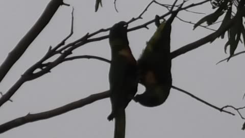 Fighting Lorikeets 24