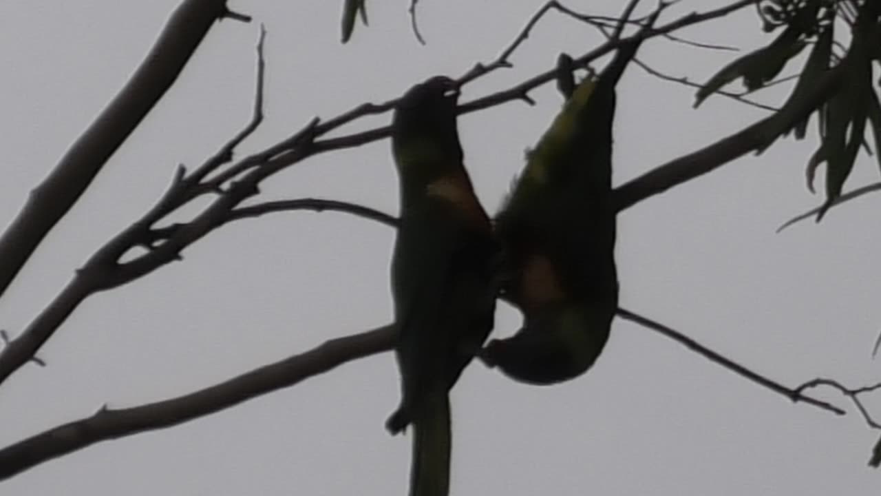 Fighting Lorikeets 24