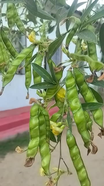 Fresh Green Pigeon Peas (Arhar): Farm-Fresh, Nutritious & Seasonal Delight