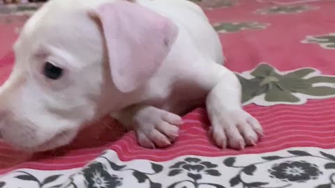 😂🐾 Meet the Funniest Family Member Ever! | FunFM