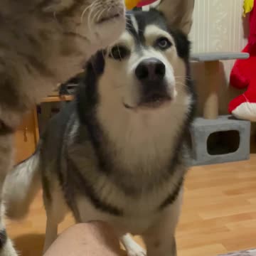 Dog Gets Jealous When Cat Steals Its Snack 😂