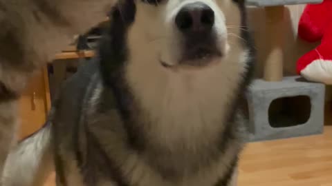 Dog Gets Jealous When Cat Steals Its Snack 😂