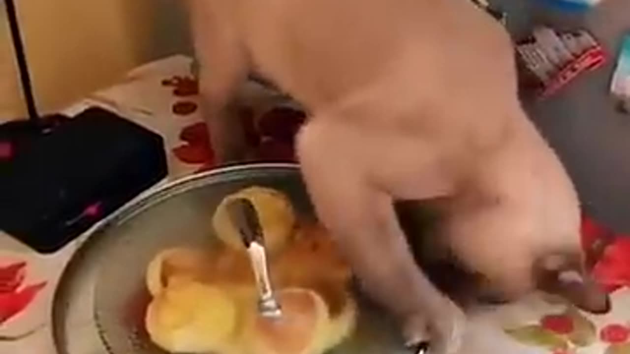 Viral animal funny video