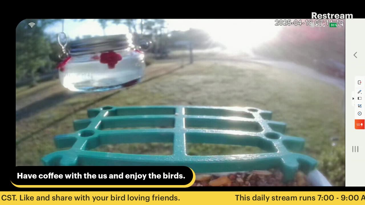 Bird Feeder Live 4-18