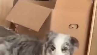 🐱👀 Cat Giving The Dog The Stink-eye! | FunFM