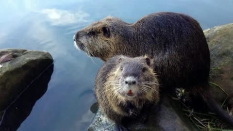 Busy beavers build dams that impact flood control in Mississauga; critters may be relocated