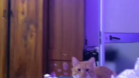 Cats Don't Appreciate House Guest