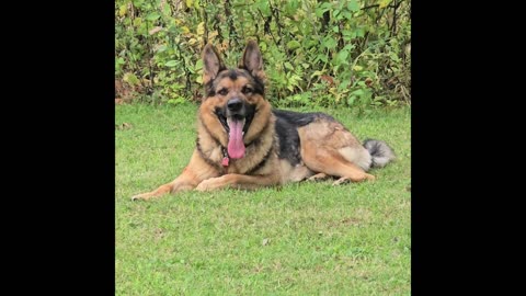Virgil the sable.