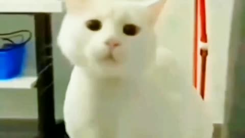 Funny and Entertaining Cat Videos