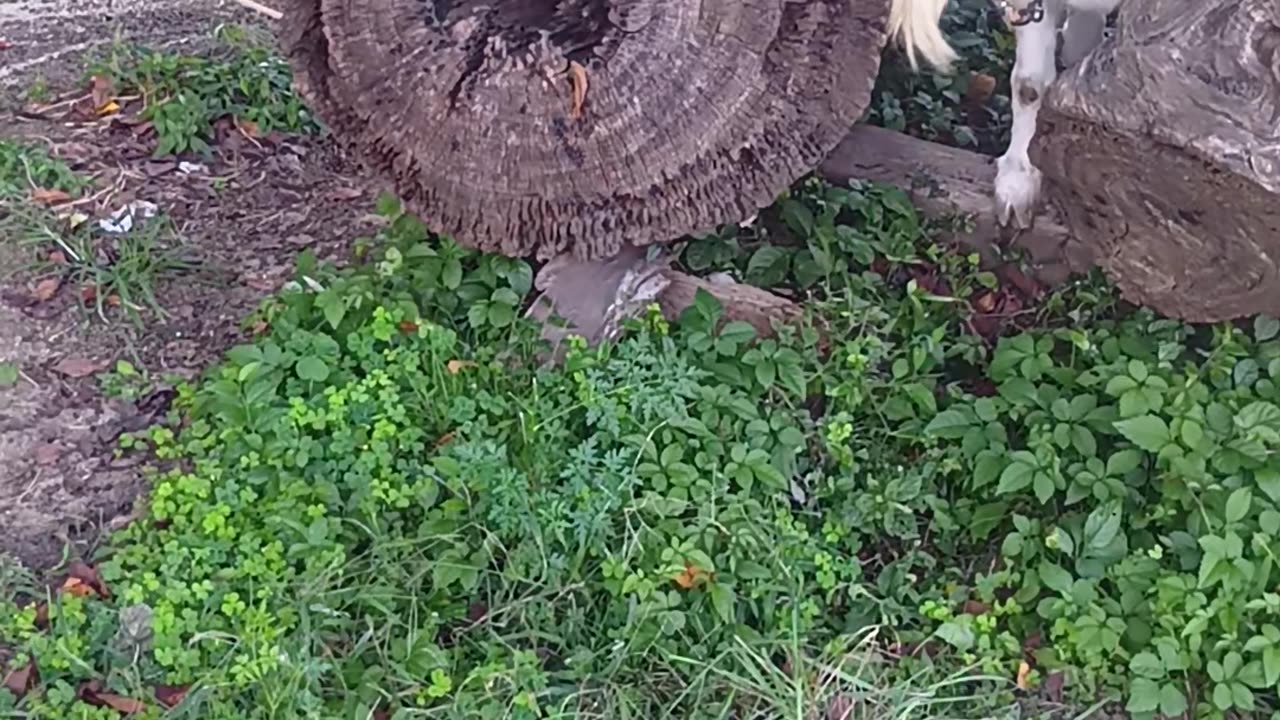 草を食べる山羊さん