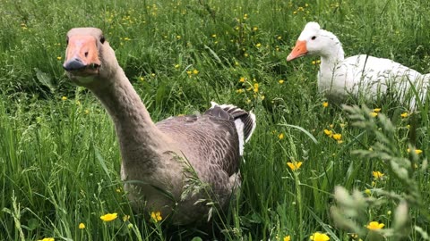 Some side eye from Tooey.... She wasn't sure about this Lemongrab fella.