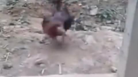 Funny animals video