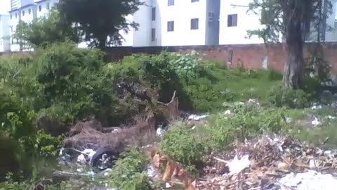 A big vacant lot, a lot of weeds and garbage scattered everywhere, abandoned [Nature & Animals