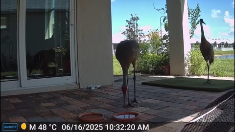 The Sandhill Crane show up on trail cam: 6-16-2025