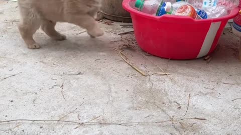 shy paws friend runs under banana shade field