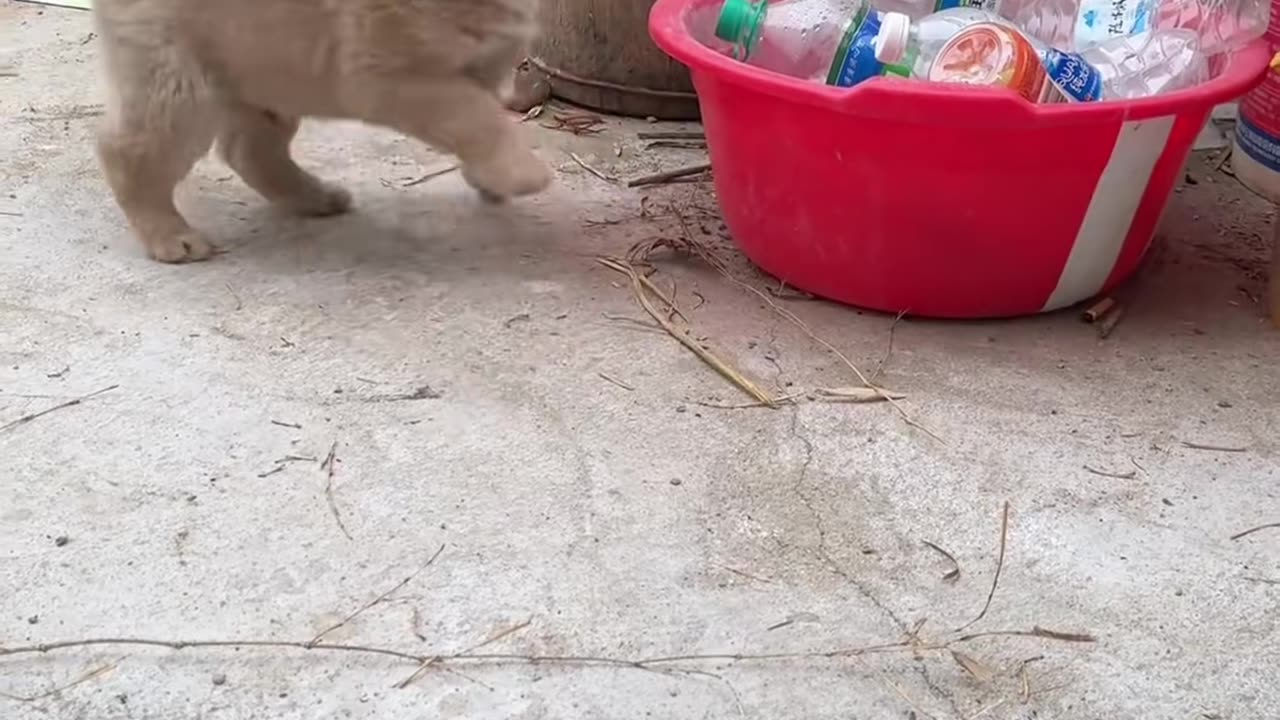 shy paws friend runs under banana shade field
