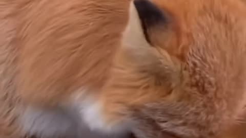 Heartwarming Bond – Animal Mothers and Their Babies