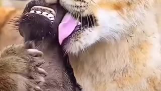 Funny animals