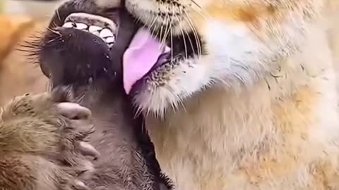 Funny animals
