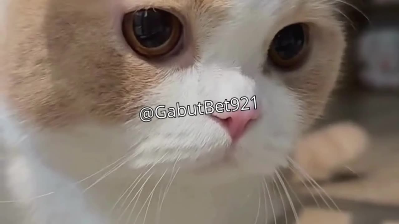 funny cat