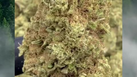Silver Haze Kush THCa Flower | 26% Classic Reserve | Energizing Sativa | Citrus Pine Spice #thca